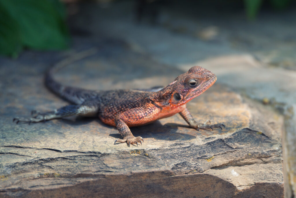 Agama lizard or garden lizard